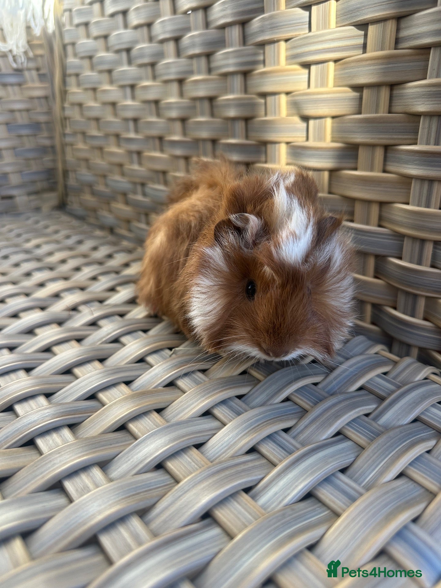 Guinea Pig rodents Handsome baby long haired male guinea pigs. - Advert 2