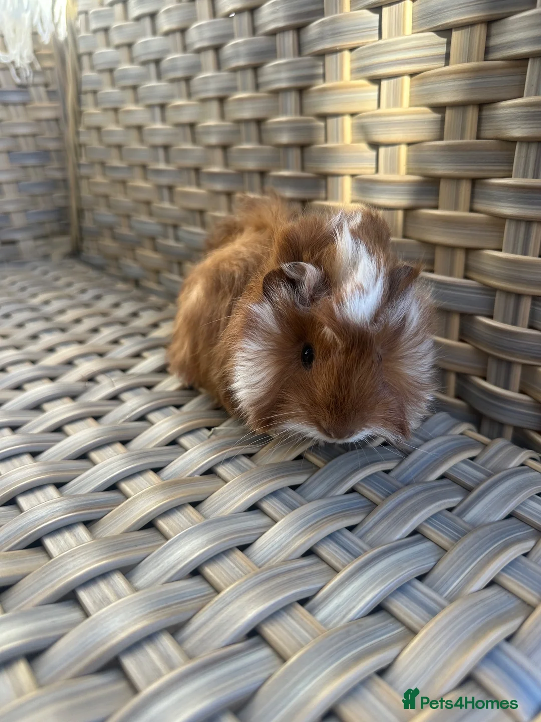 Guinea Pig rodents for sale: Handsome baby long haired male guinea pigs. - Advert 2
