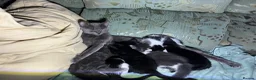 Mixed Breed cats for sale: Kittens for sale, farm bred, home reared in Chippenham - Advert 5