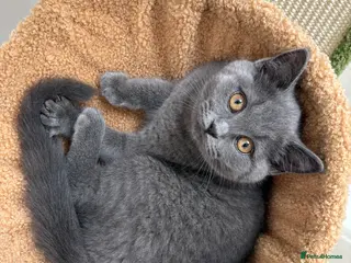 British Shorthair cats British Shorthair Kitten - Advert 3