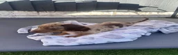 Mixed Breed dogs for sale: 3/4 miniature dachshund puppies  - Advert 4
