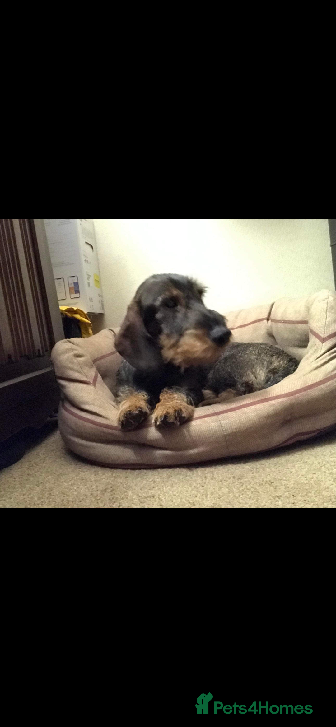 Dachshund dogs for sale: Wire haired daschund pups in Saltburn-by-the-Sea - Image 10