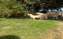Golden Retriever dogs for sale: KC Registered Golden Retriever Puppies  - Image 3