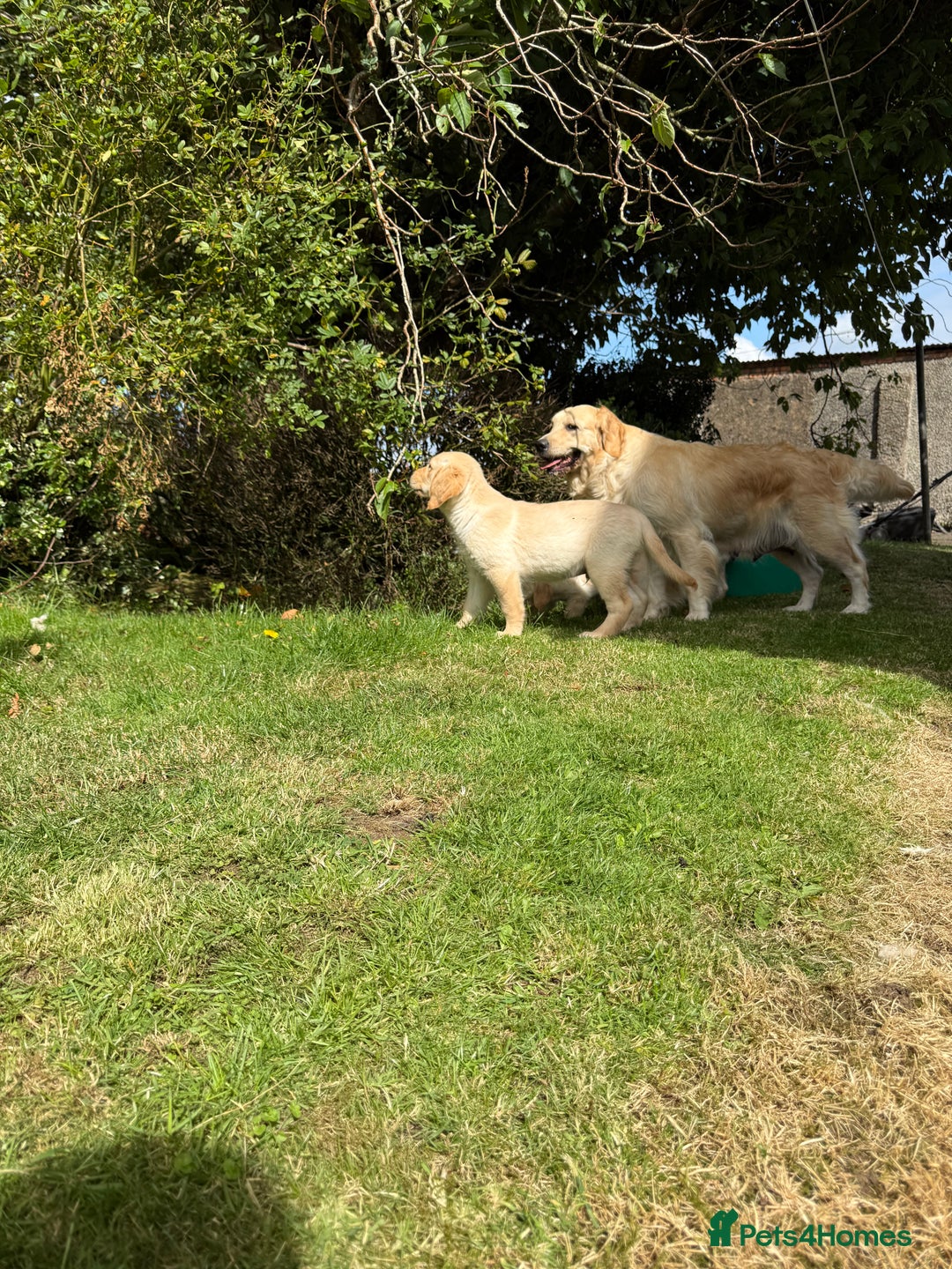 Golden Retriever dogs for sale: KC Registered Golden Retriever Puppies  - Image 3