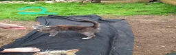 Mixed Breed cats for sale: 4 cats for sale - Advert 4