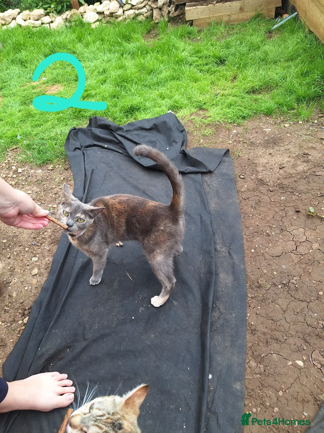 Mixed Breed cats for sale: 4 cats for sale - Advert 4