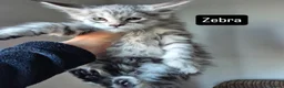 Maine Coon cats for sale: Pedigree mainecoon kittens  - Advert 17