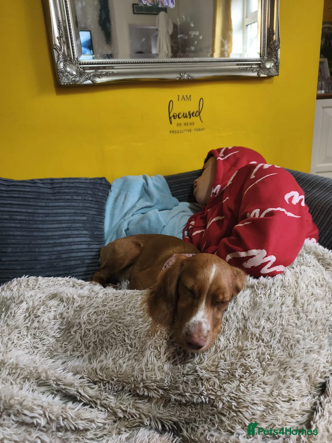 Cocker Spaniel dogs for sale: Cocker spaniel 8 months old - Advert 2