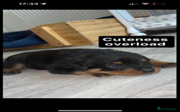 Rottweiler dogs for sale: Last two left!! Rottweiler puppies - Image 5