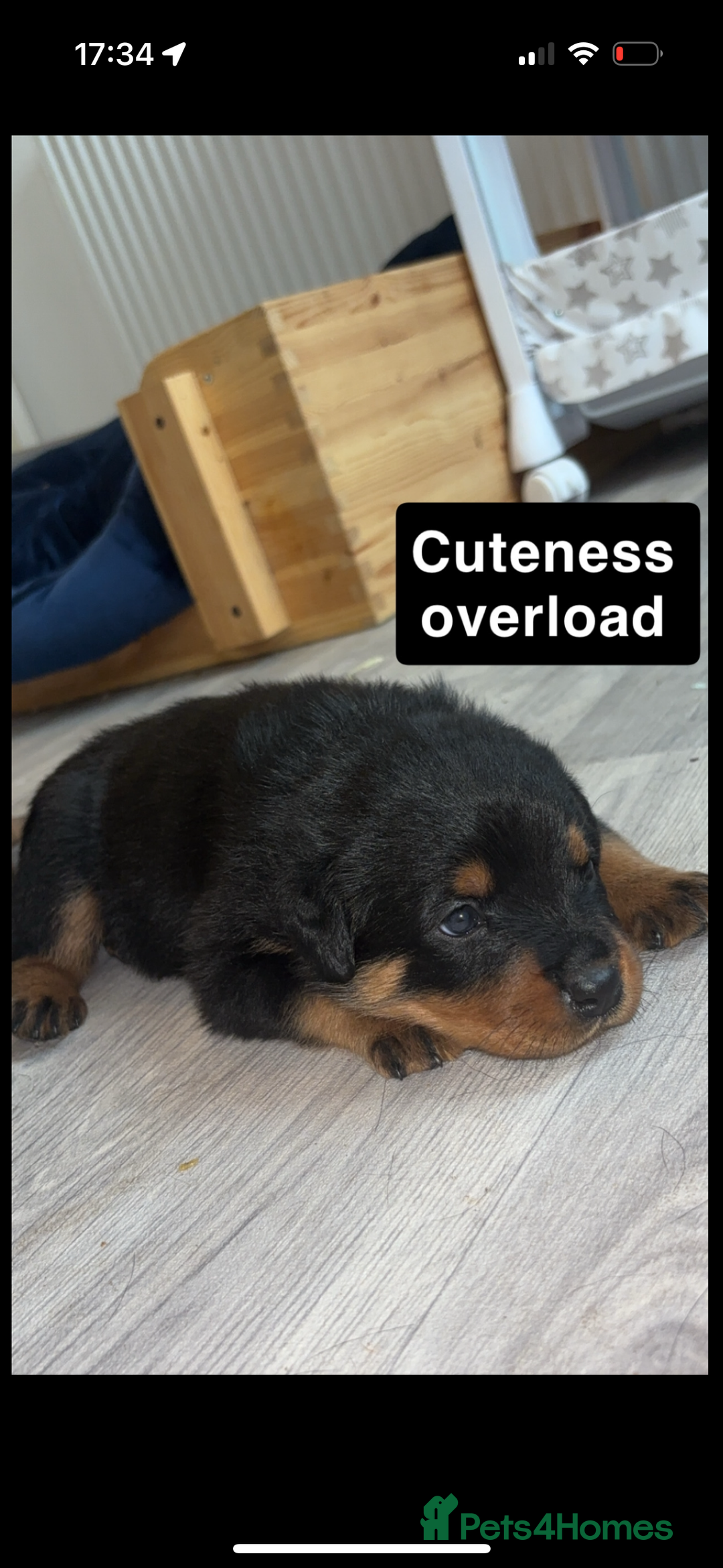 Rottweiler dogs for sale: Last two left!! Rottweiler puppies - Image 5