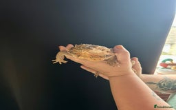 Bearded Dragon reptiles for sale: Gorgeous Bearded Dragon & Full Set Up - Image 2