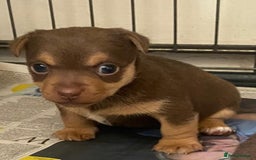 Jack Russell dogs for sale: jack russell girl for sale  - Image 2