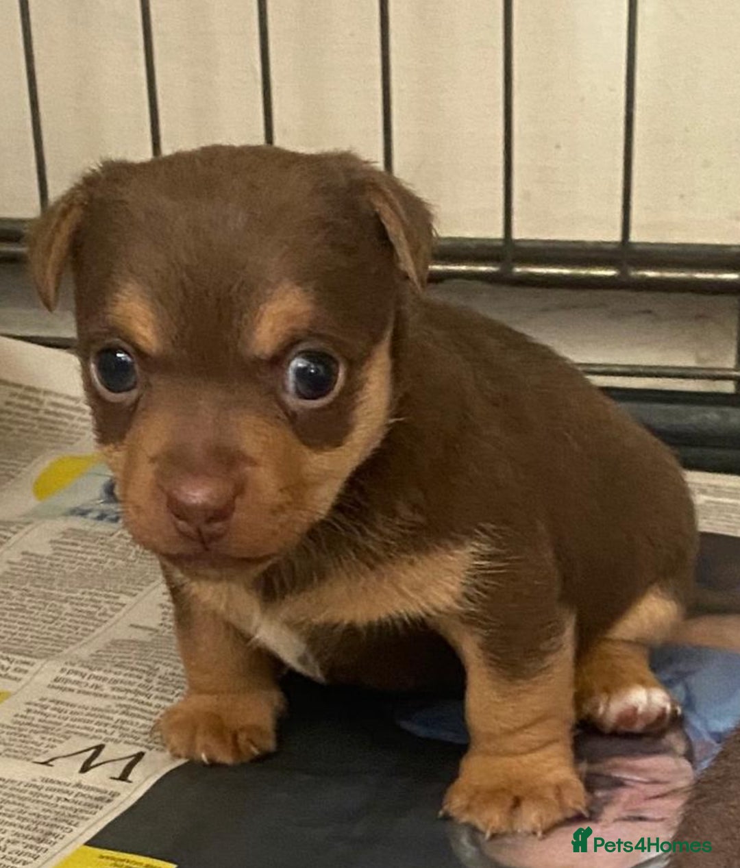 Jack Russell dogs for sale: jack russell girl for sale  - Image 2