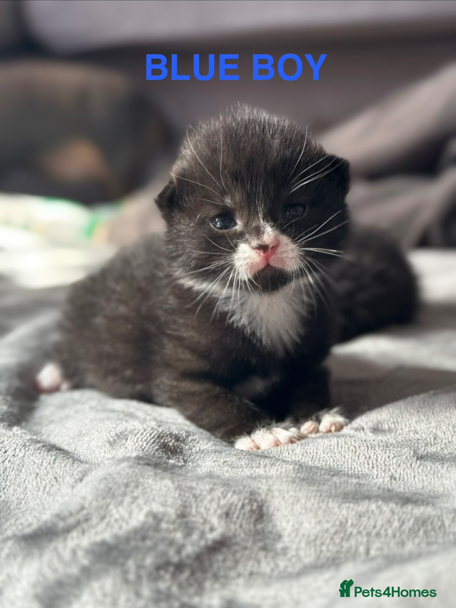 Domestic Shorthair cats 4 Stunning Baby Kittens – Ready to reserve  - Advert 3