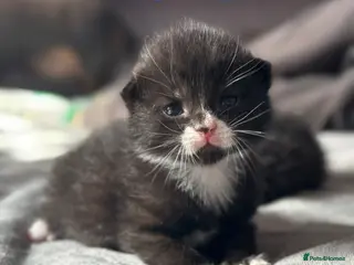 Domestic Shorthair cats 4 Stunning Baby Kittens – Ready to reserve - Advert 3