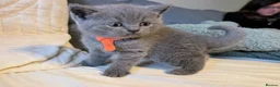 British Shorthair cats for sale: ❤️❤️Stunning GCCF Beautiful BSH kittens ❤️❤️  - Advert 15