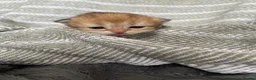 British Shorthair cats for sale: Beautiful BSH NY11 NY12 kittens - Advert 8