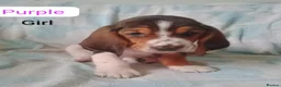 Basset Hound dogs for sale: Basset puppies  in Watchet - Advert 8