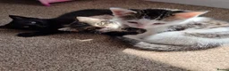 Domestic Shorthair cats for sale: Three kittens looking for the best homes - Advert 5