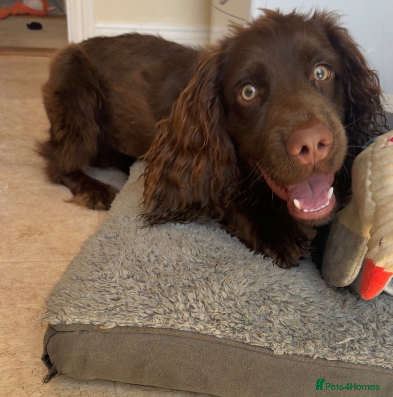 Cockapoo dogs 🐾 Meet Saxon (Sax) 9 Month Old Cockapoo 🐾  - Advert 1