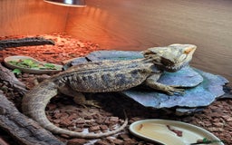 Bearded Dragon reptiles for sale: 2 year old bearded dragon - Image 2