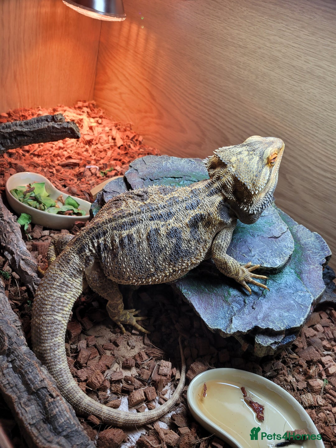 Bearded Dragon reptiles for sale: 2 year old bearded dragon - Image 2