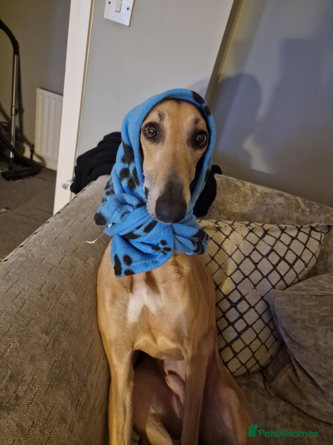 Mixed Breed dogs for sale: Saluki Greyhound Whippet.  - Advert 1