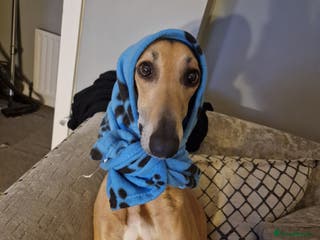 Mixed Breed dogs Saluki Greyhound Whippet. - Advert 1