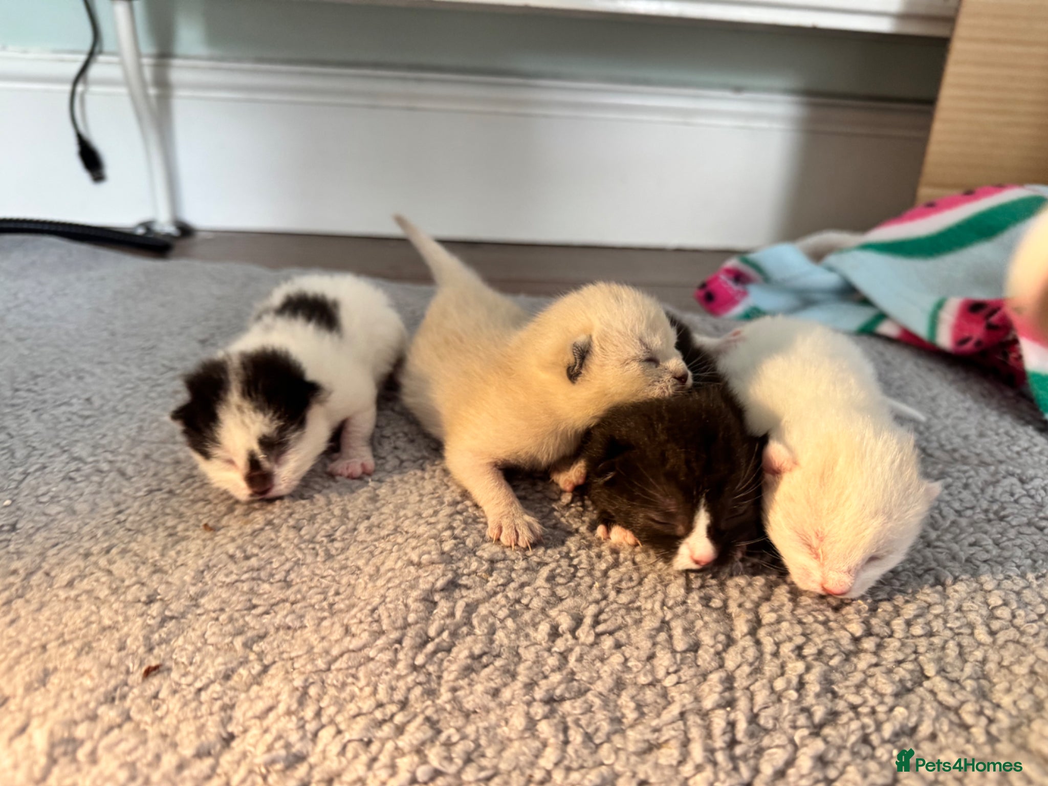 Siamese cats Siamese stunners  - Advert 2