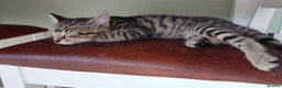 Mixed Breed cats for sale: Litter of 6 kittens ready to go to new homes! in Colchester - Advert 19