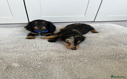 Dachshund dogs for sale: OUTSTANDING STANDARD LONGHAIR DACHSHUNDS - Image 22