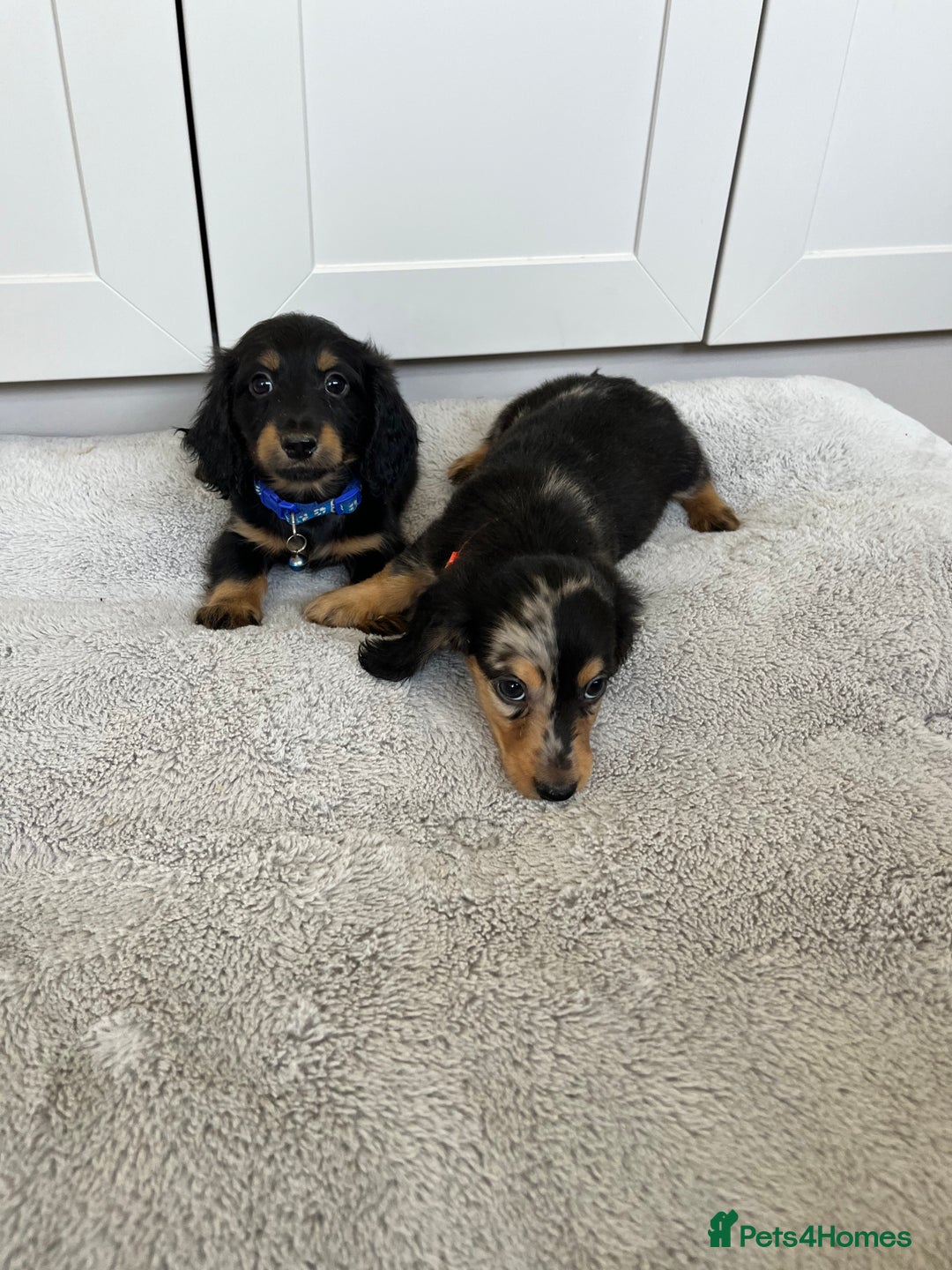 Dachshund dogs for sale: OUTSTANDING STANDARD LONGHAIR DACHSHUNDS - Image 22