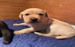 Cockerdor dogs for sale: Adorable Cockerdor pups - Advert 5