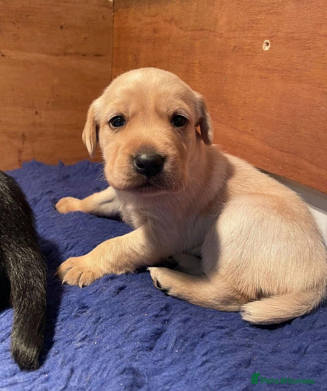 Cockerdor dogs for sale: Adorable Cockerdor pups - Advert 5