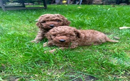 Miniature Poodle dogs for sale: Adorable Miniature Red Poodle Puppies - Image 2