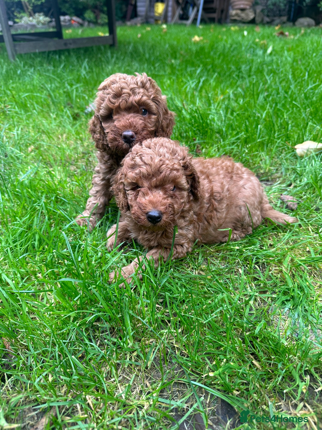 Miniature Poodle dogs for sale: Adorable Miniature Red Poodle Puppies - Image 2