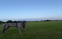 Cane Corso dogs for sale: Cane corso for Re-homing - Image 2