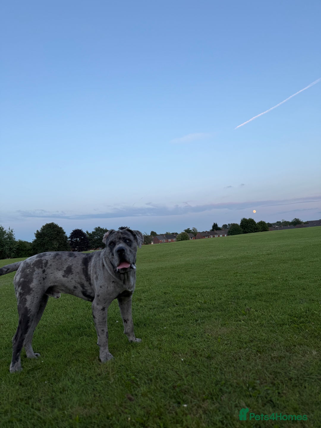 Cane Corso dogs for sale: Cane corso for Re-homing - Image 2