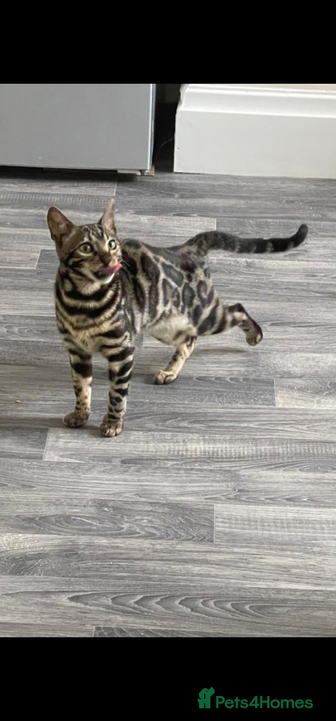 Bengal cats STUNNING! Female Bengal Kitten For Sale! - Advert 1