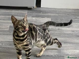 Bengal cats STUNNING! Female Bengal Kitten For Sale! - Advert 1