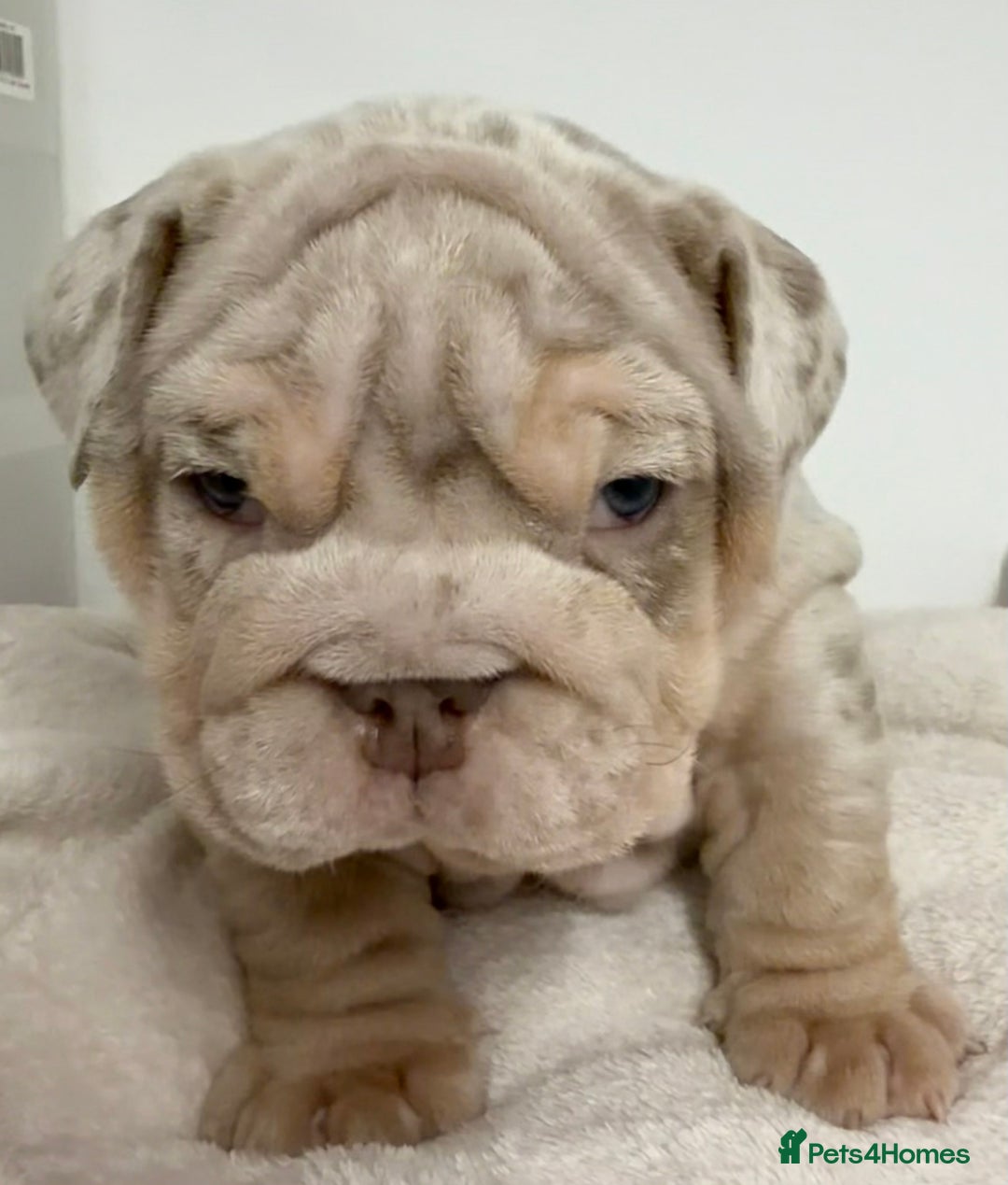English Bulldog dogs for sale: *Stunning* KC English bulldog puppies ready soon!! - Advert 4