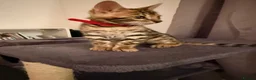Bengal cats for sale: Stunning Bengal Kittens – Home Raised & Beautiful - Advert 5