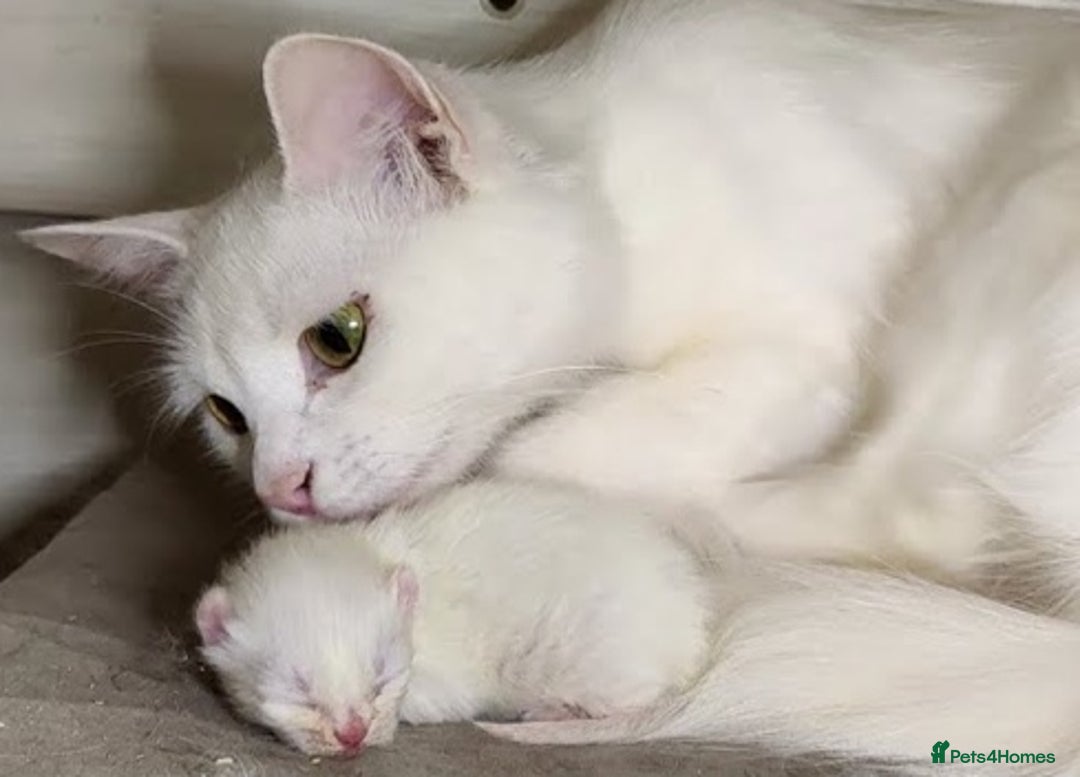 Siberian cats for sale: 4 kittens for sale 💘💖 - Image 9