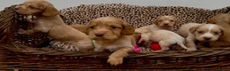 Cocker Spaniel dogs for sale: Lemon And Red Cocker Spaniel Pups in Fordingbridge - Advert 4