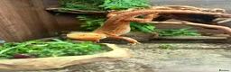 Bearded Dragon reptiles for sale: 2 male bearded dragons  - Advert 2