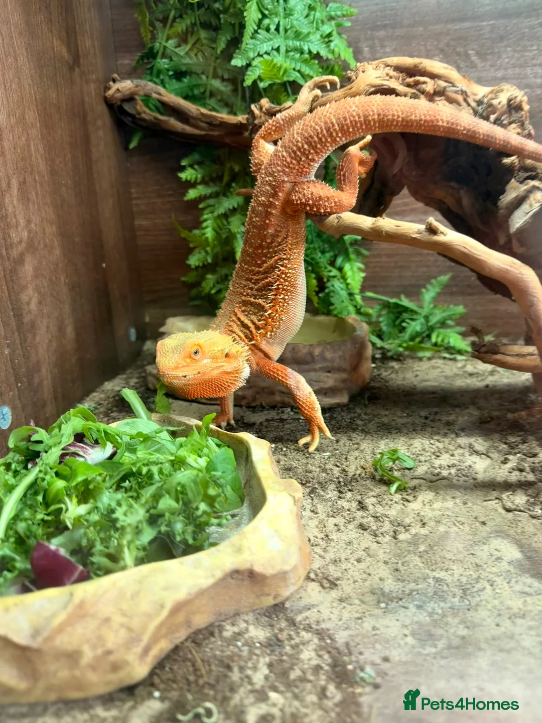 Bearded Dragon reptiles for sale: 2 male bearded dragons  - Advert 2