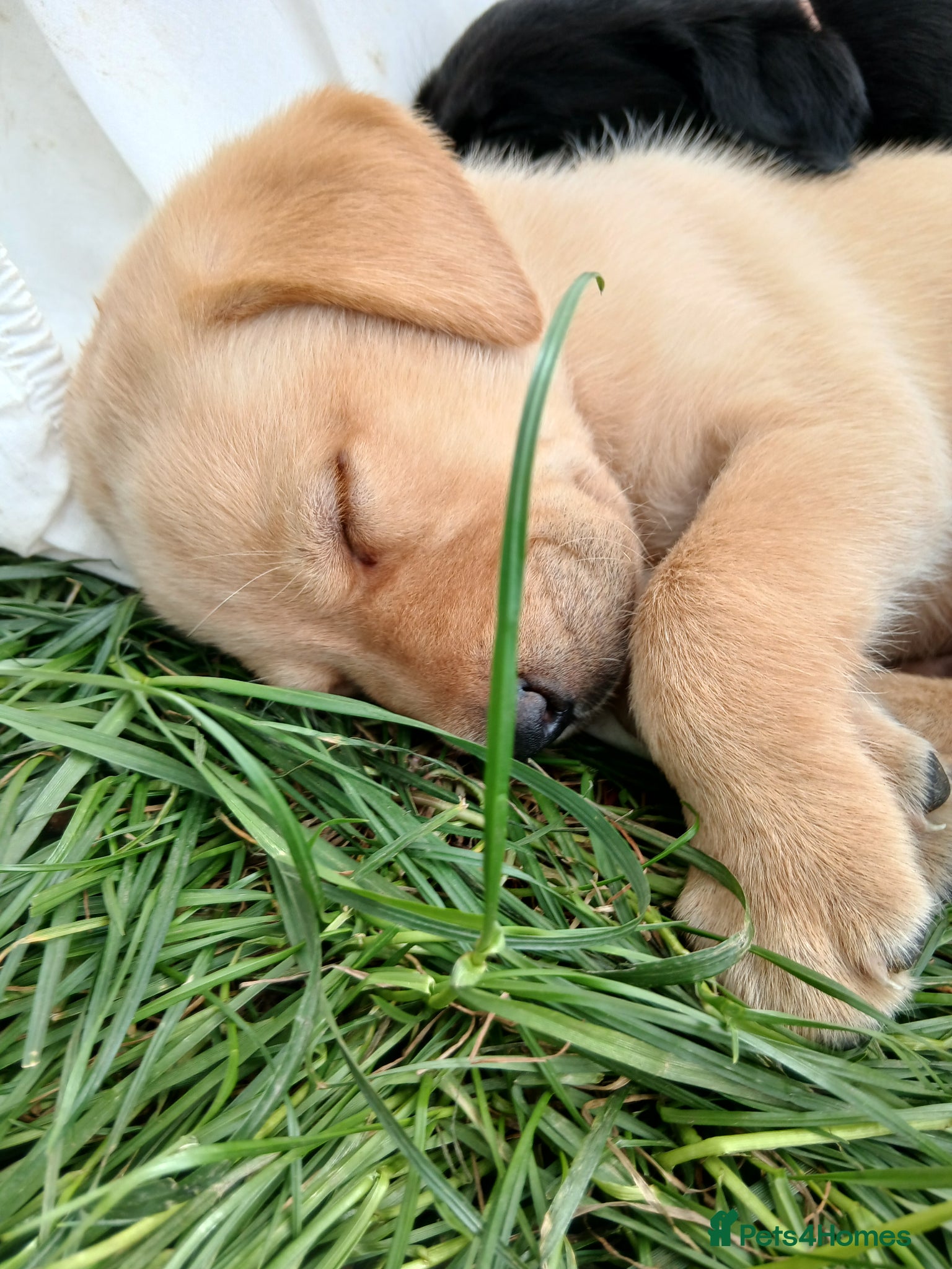 Labrador Retriever dogs Gorgeous labrador puppies ready 5th may - Advert 5