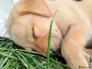 Labrador Retriever dogs Gorgeous labrador puppies ready 5th may - Advert 3