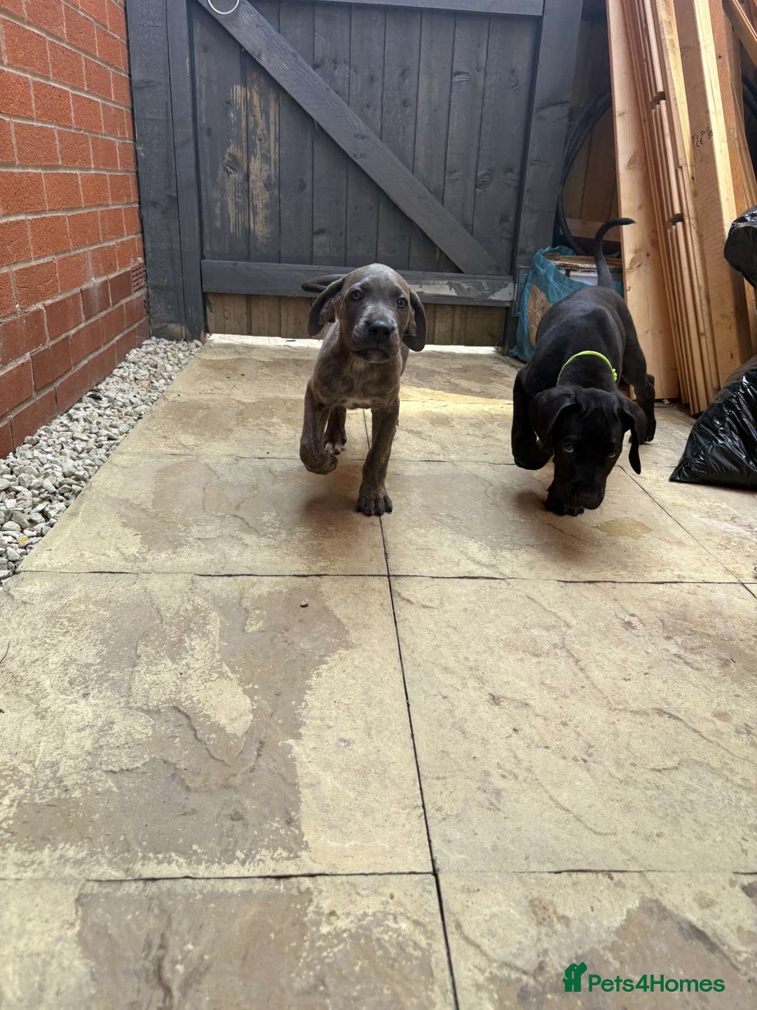 Mixed Breed dogs for sale: Italian Daniff Pups  - Image 4