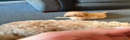 Labradoodle dogs for sale: Adorable miniature multigenerational Labradoodle  - Advert 3